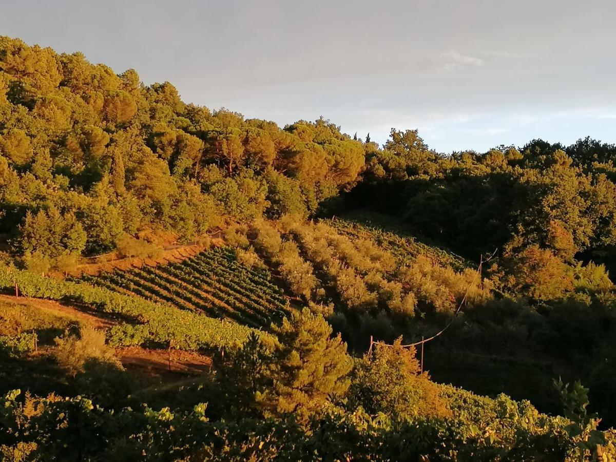 Agriturismo Poggio All'Olmo Villa Greve in Chianti Exterior foto