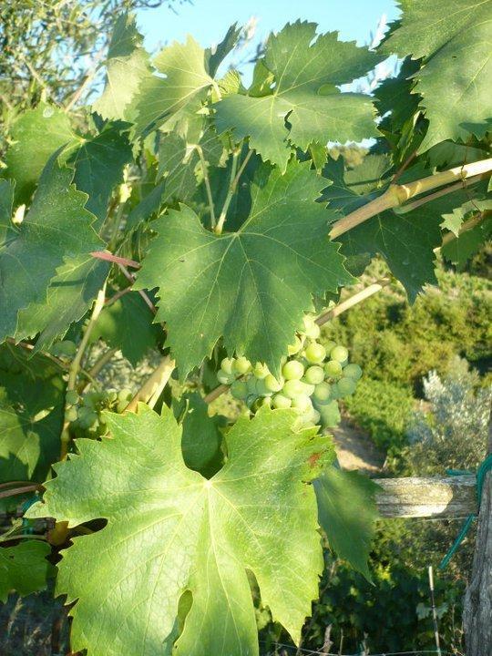 Agriturismo Poggio All'Olmo Villa Greve in Chianti Exterior foto