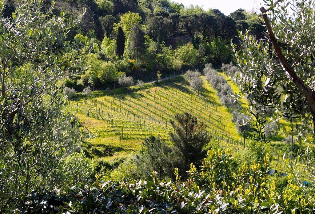Agriturismo Poggio All'Olmo Villa Greve in Chianti Exterior foto